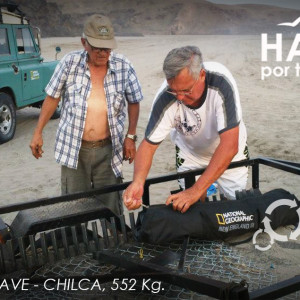 CHILCA, 552Kg 1