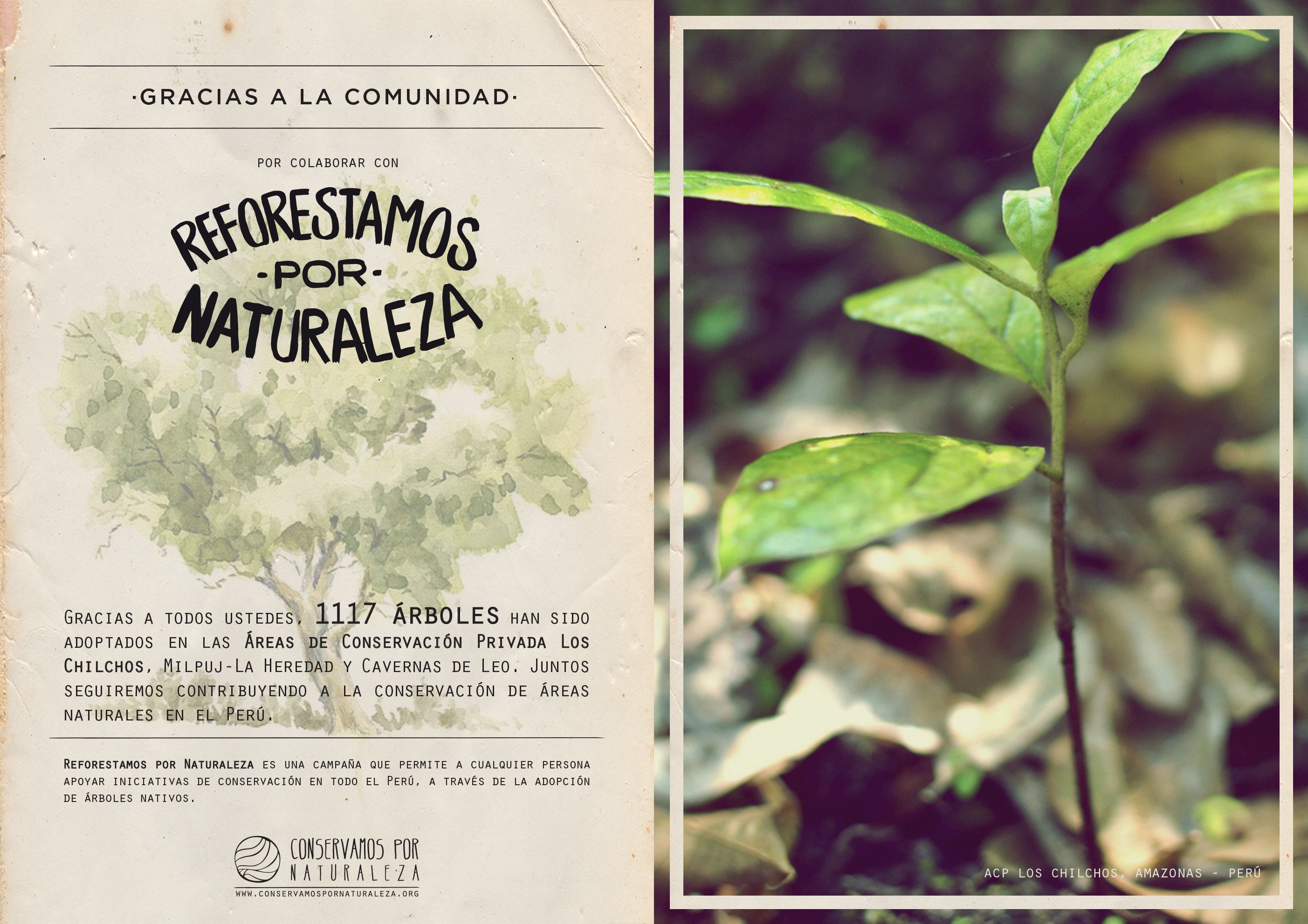 Reforestamos por Naturaleza recolectó más de 27 mil soles durante el 2019 -  Conservamos por Naturaleza