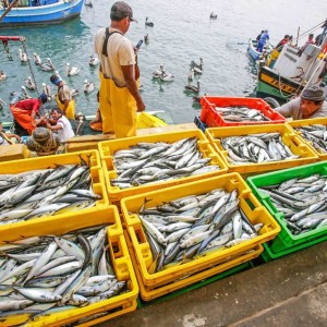 08 – 1985 SE RECUPERA INDUSTRIA Y NUEVA LEY PESCA – ANDINA