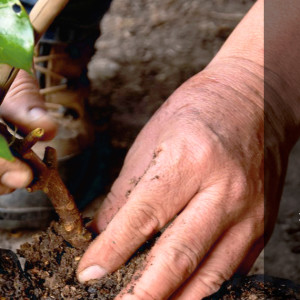 Reforestamos por Naturaleza