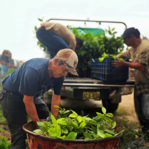 produccion-vivero