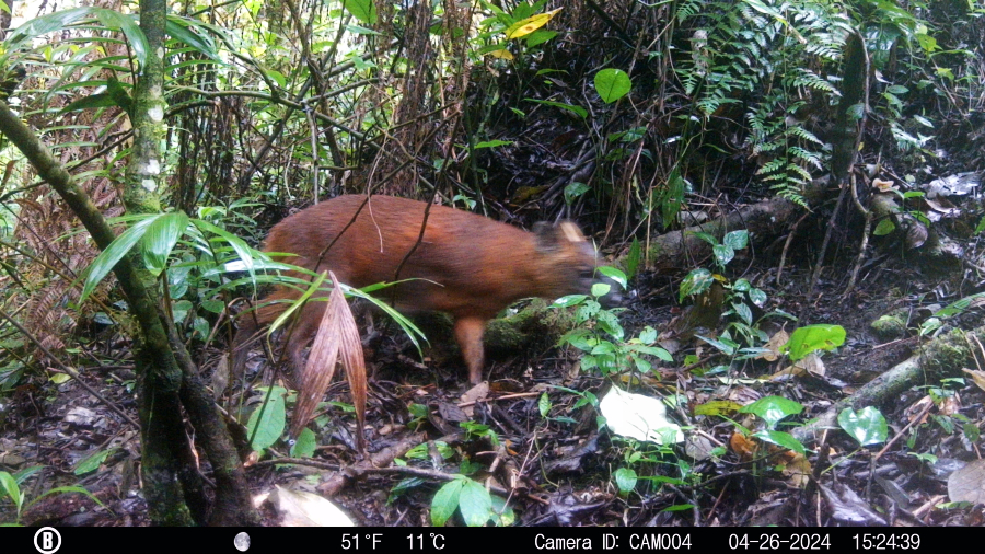 Pudú de las yungas